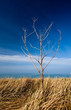 herbe paille brindille ciel bleu campagne mer