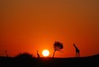 Giraffe at sunset Giraffe at sunset