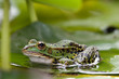 Frosch auf Seerosenblatt