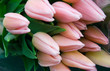 Bunch of pale pink tulips