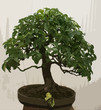 Bonsai