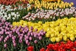 Photo en ligne au meilleur prix Tulip Garden