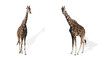 girafes