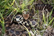 Western Fox Snake (Pantherophis vulpinus)