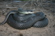 Blue Racer (Coluber constrictor foxii)