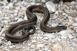 Lined Snake (Tropidoclonion lineatum)
