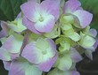 Hydrangea