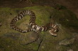 Northern Water Snake (Nerodia sipedon sipedon)