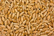 Cereals and grains: barley