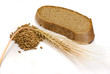 Barley grain, ear and piece of bread
