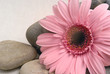 fleur rose fleur rose