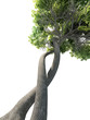 Illustration: dna modified tree dna modified tree