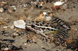 Pickerel Frog (Rana palustris)