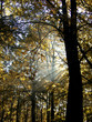 Herbstwald