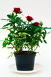 Rose in flowerpot.