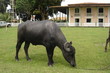 Búfalo