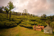 Ooty01