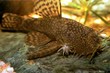 Identification picture for the Ancistrus sp.