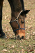 Cavallo 02