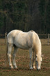 Cavallo 05
