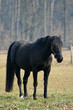 Cavallo 07
