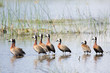 Foto: Grupo de patos africanos Grupo de patos africanos