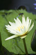 water lily and dragon fly
