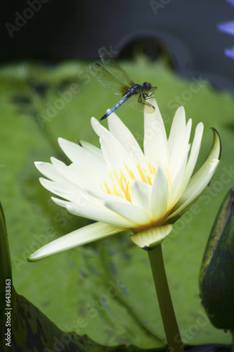 Photo: water lily and dragon fly water lily and dragon fly