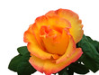 Rose sur fond blanc