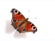 papillon