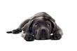cane corso mastiff puppy dog isolated on a white background