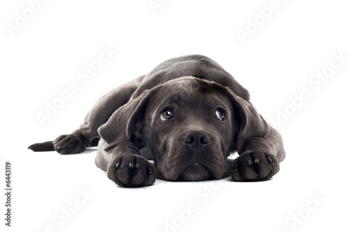 Foto: cane corso mastiff puppy dog isolated on a white background cane corso mastiff puppy dog isolated on a white background