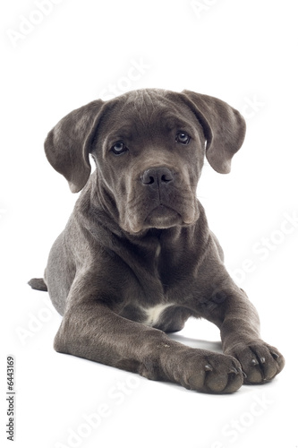 cane corso mastiff puppy dog isolated on a white background