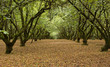 Filbert orchard in Autumn before harvest.