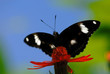 common sergeant on the flower