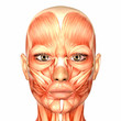 Human Anatomy - Face
