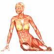 Human Anatomy