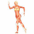 Human Anatomy