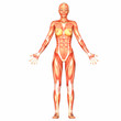 Human Anatomy Human Anatomy