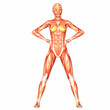 Human Anatomy