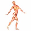 Human Anatomy