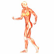 Human Anatomy