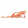 Human Anatomy