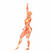 Human Anatomy