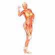 Human Anatomy Human Anatomy