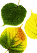 bright leaves