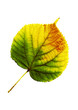 Autumn leaf