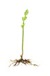 Young growing shoot of a fern plant isolated on white