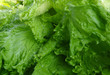 green young salad 