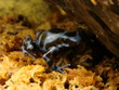 dendrobate auratus bleu